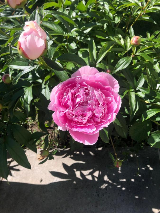 Hamptons Rose Garden Family! Hotel YYC Exterior foto